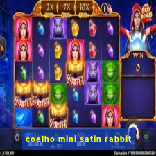 coelho mini satin rabbit